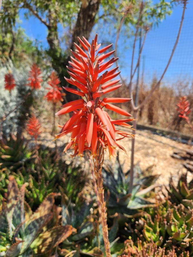 Quinta Das Amendoas Carvoeiro  Eksteriør bilde